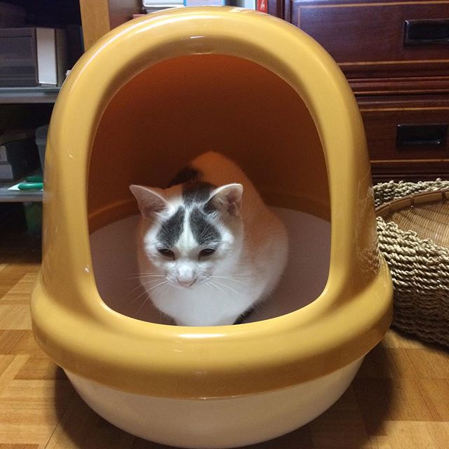 それ、はちくんのトイレよ！ おうちじゃないからね！Hachi, this is your new toilet! Not your house!#cat#blackandwhitecat#animal#catsofinstagram#instacat#catinsta#chat#gatto#pet#catstagram#catlovers#ネコ#猫#ねこ#白黒猫#猫部#catoftheday#ilovecat#beautifulcat